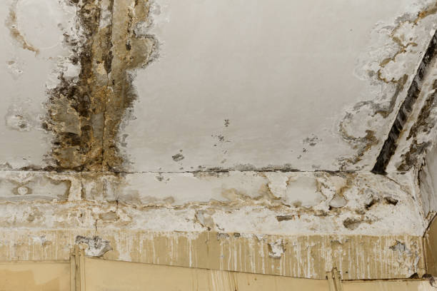Mold Odor Removal Services in North Bend, OR